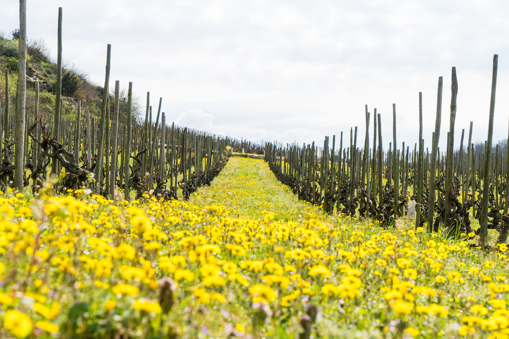 Stratégie(s) d’adaptation : Crozes-Hermitage face aux changements climatiques 