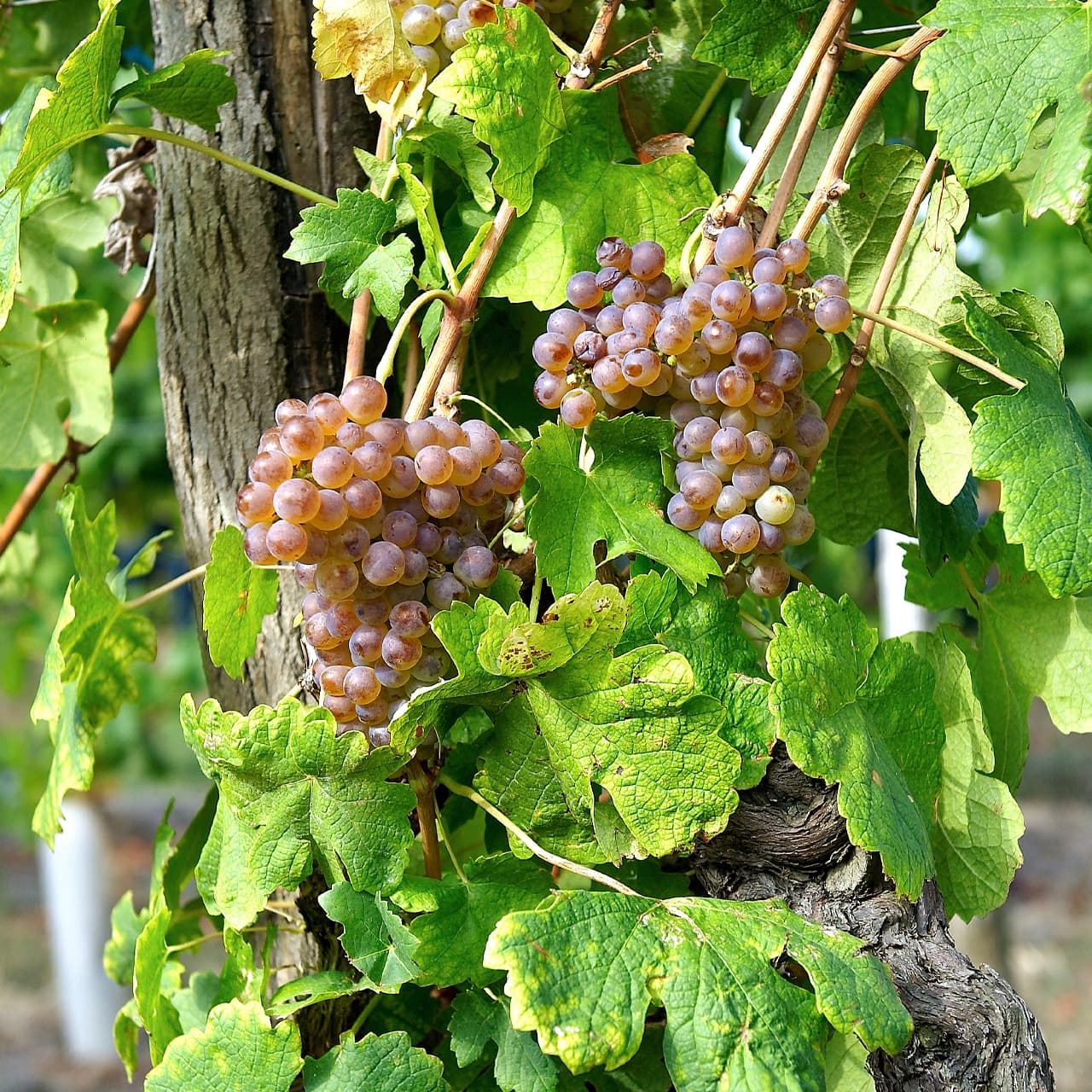 paysage vignobles Crozes Hermitage