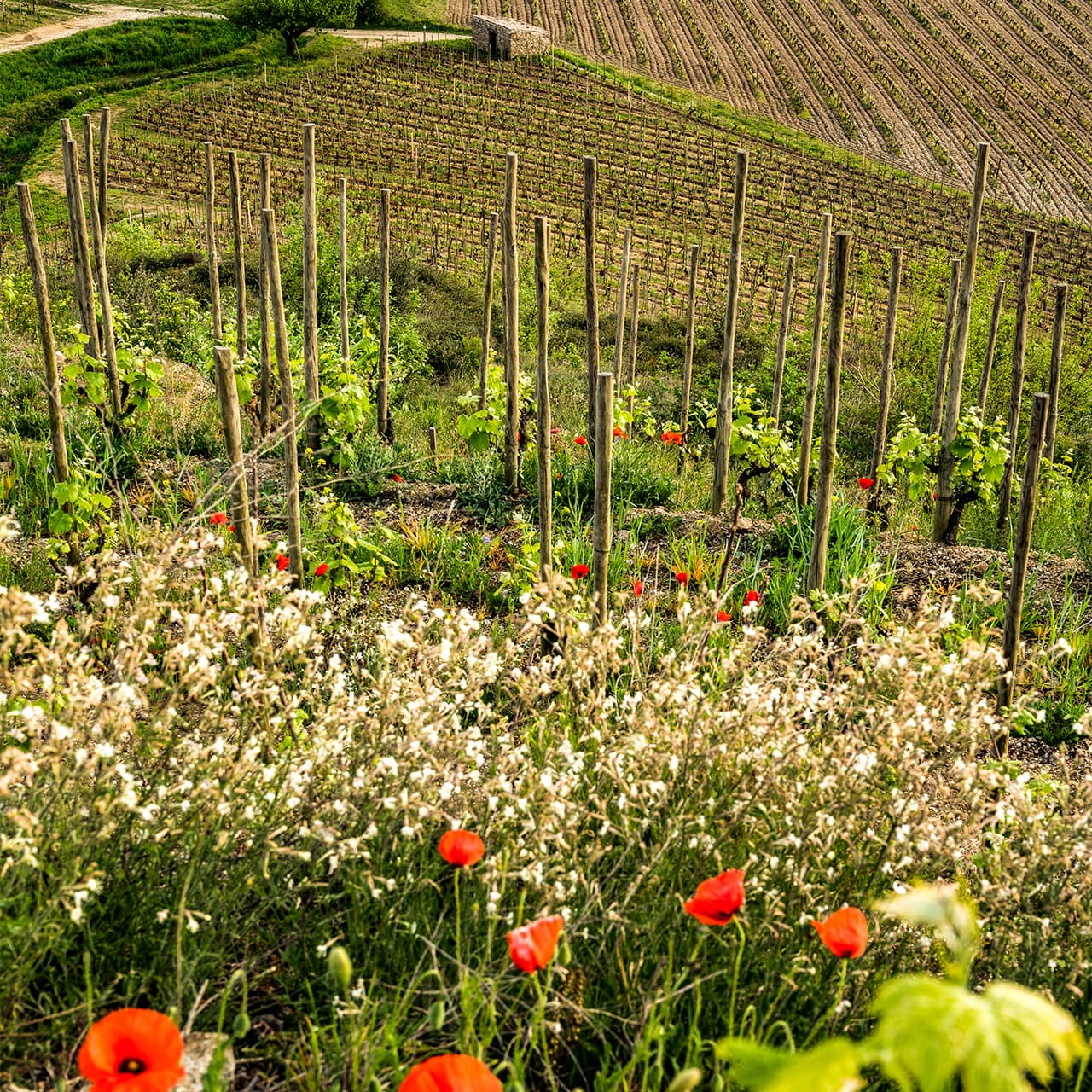 img-ambiance-agro-ecologie-crozes-hermitage-1-1280x1280px.jpg