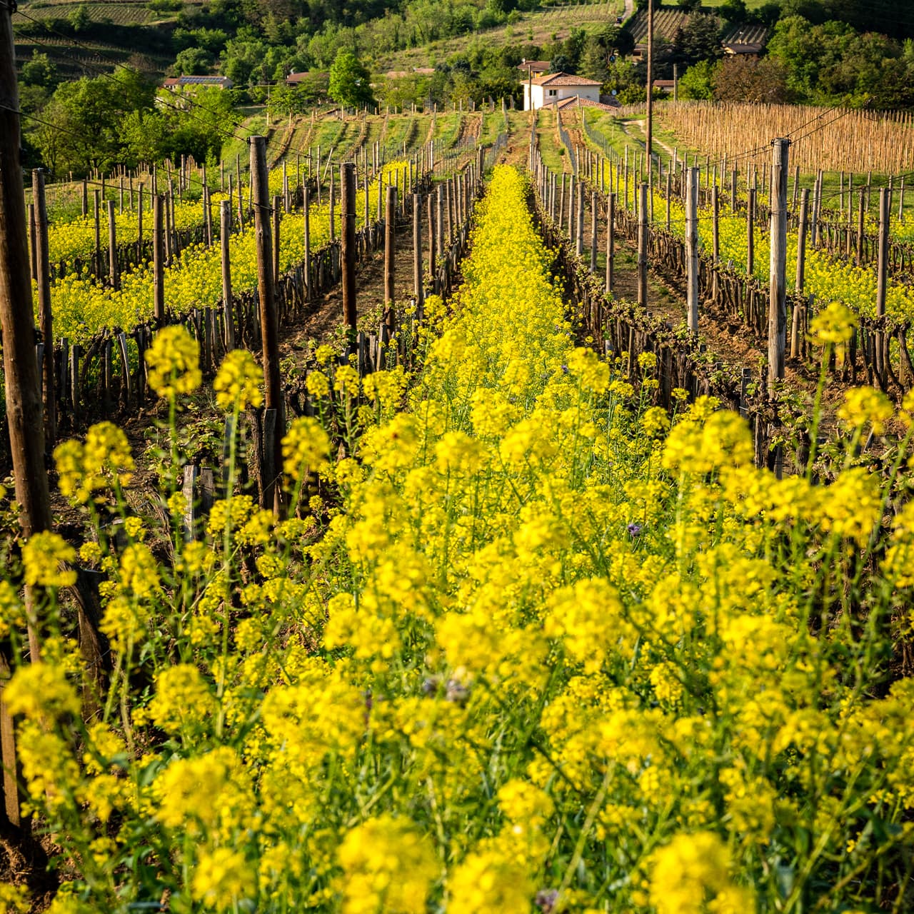 img-ambiance-agro-ecologie-crozes-hermitage-2-1280x1280px.jpg