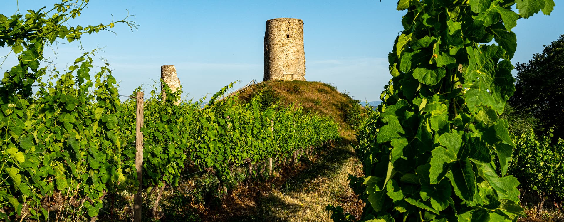 paysage vignobles Crozes Hermitage