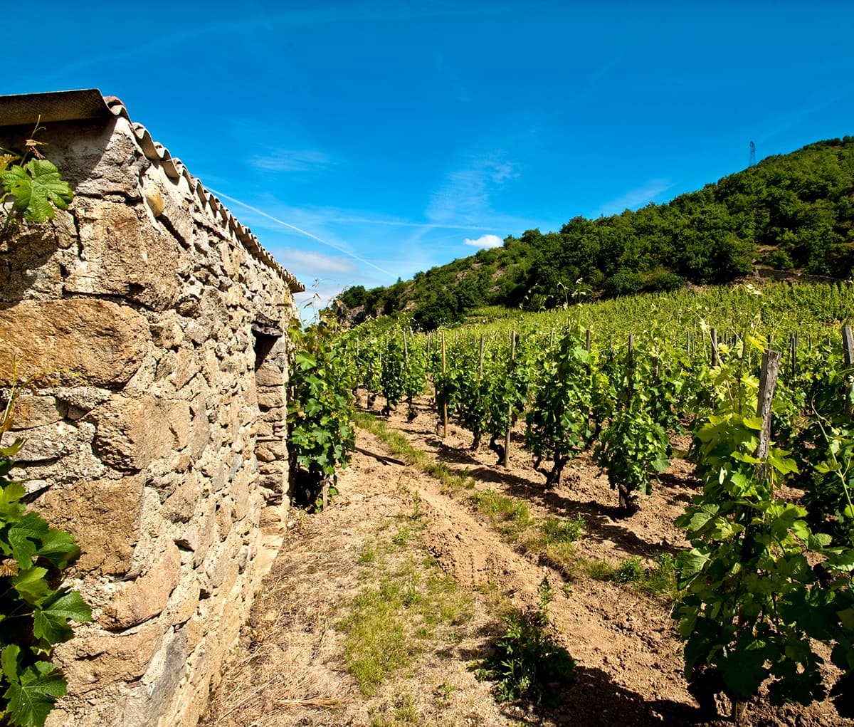 paysage vignobles Crozes Hermitage