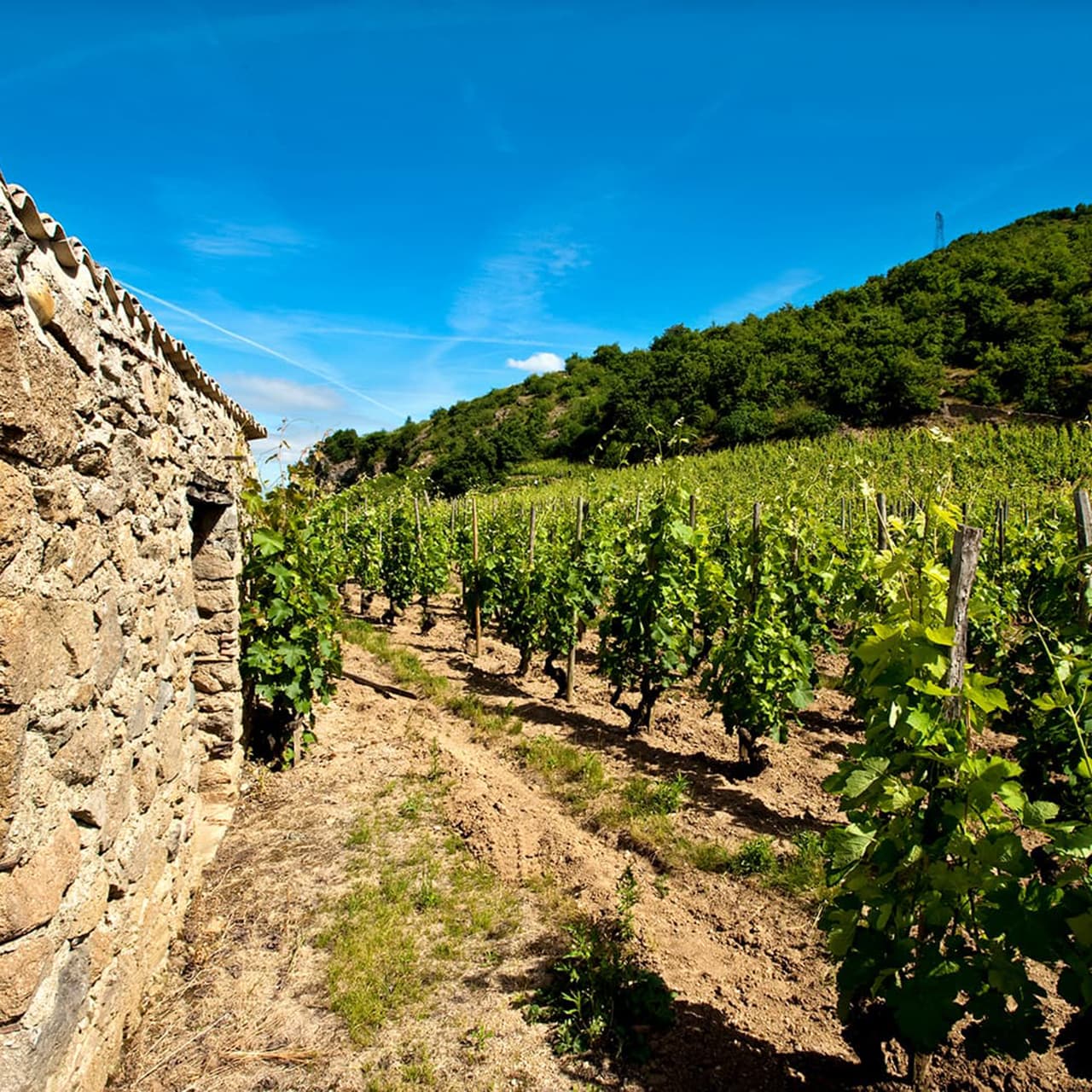 paysage vignobles Crozes Hermitage